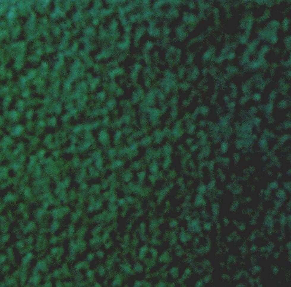 Soft Anti Pill Polar Fleece Fabric - Bottle Green